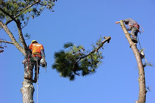 Удаление дерева частями